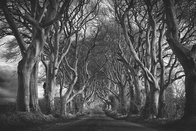 Road amidst trees in forest