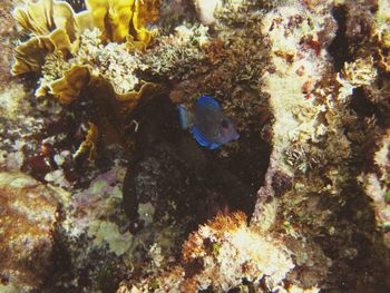 Close-up of fish swimming in sea