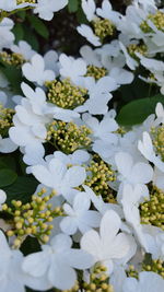 Close-up of white flowers