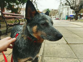 Close-up of hand holding dog