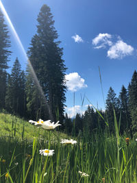 Scenic view of lake amidst grassy field against sky