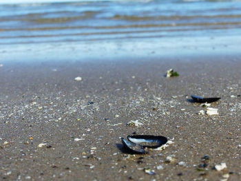 Close-up of crab on beach