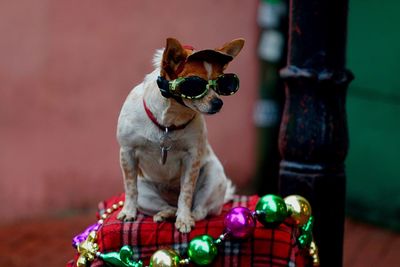 Dog sitting by sunglasses