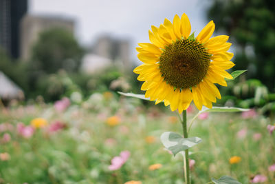 Close-up of sunflower against blurred background