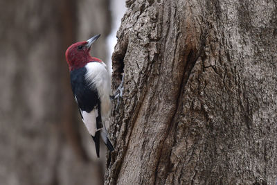 Close-up of woodpecker on tree truck