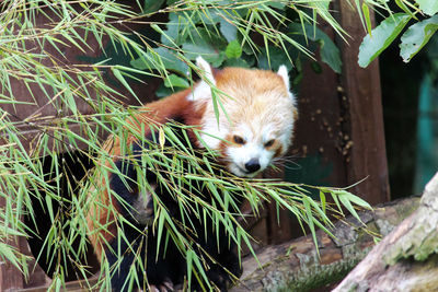 View of a cat