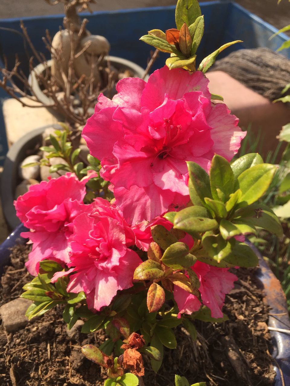 flower, freshness, petal, fragility, pink color, growth, flower head, plant, beauty in nature, close-up, blooming, leaf, nature, potted plant, focus on foreground, high angle view, in bloom, day, outdoors, no people