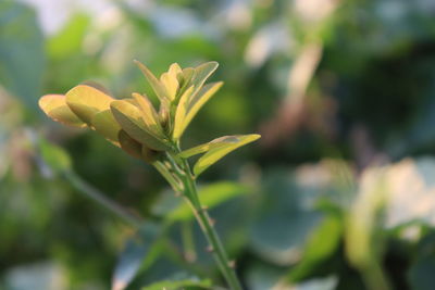 Close-up of flowering plant