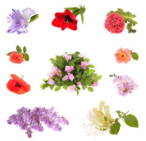 Close-up of pink flowering plant against white background