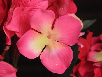 Close-up of pink rose flowers