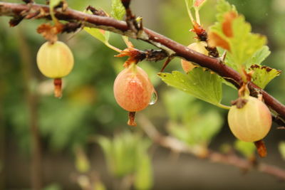 Close-up of fruits on tree