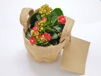 High angle view of flowers in basket on white background