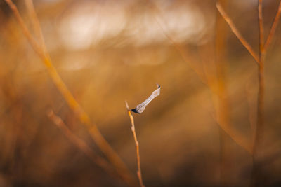 Close-up of bird flying