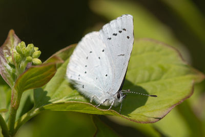 Macro shot of a holly blue butterfly perched on a leaf