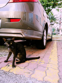 Close-up of cat on road