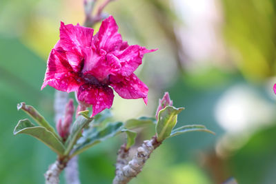 Close-up of pink flowering plant