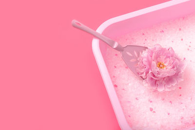 Close-up of pink flower over red background