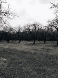 Bare trees on field against sky