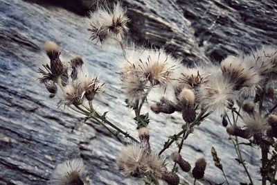 Close-up of flowers