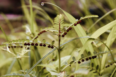 Close-up of insect on plant