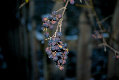 Close-up of grapes on branch