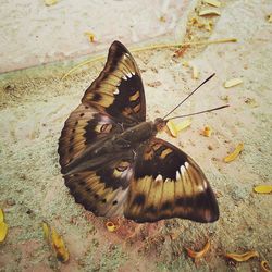 Close-up of butterfly on leaf