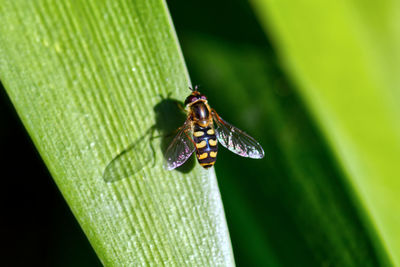 Close-up of insect on leaf