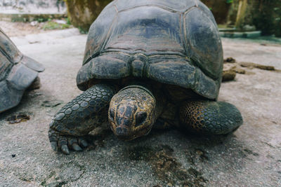 Close-up of turtle on rock