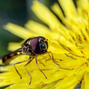 Close-up of insect on yellow flower