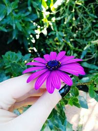 Close-up of hand holding flower blooming outdoors