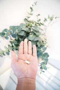 Hand holding pills with plant on the background