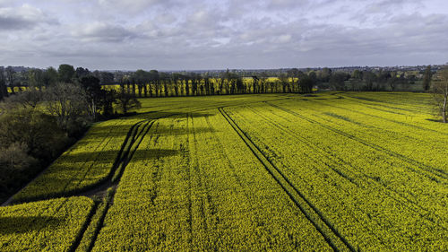 Scenic view of agricultural field against sky