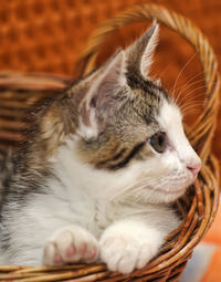 Close-up of cat looking away in basket