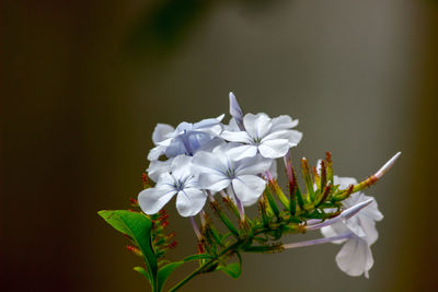 Close-up of white flowering plant