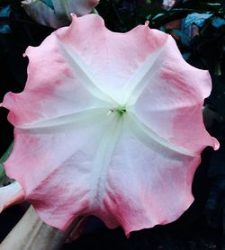 Close-up of pink rose