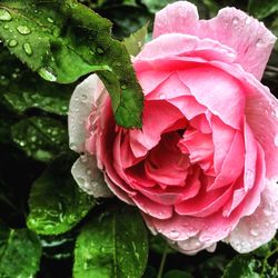 Close-up of pink rose flower