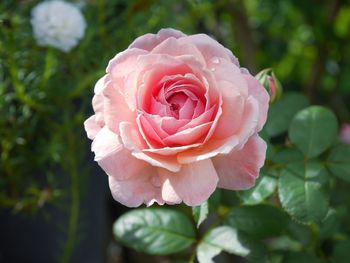 Close-up of pink rose