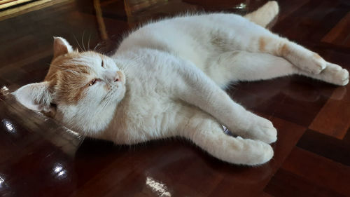 High angle view of cat resting on hardwood floor