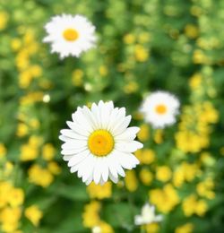 Close-up of white daisy flower