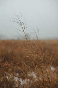 Close-up of dry plant on land against sky