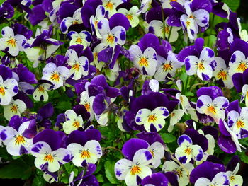 Close-up of purple flowers blooming outdoors