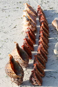 High angle view of shells on sand