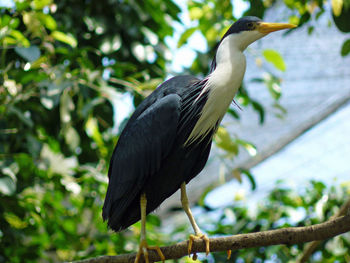 Low angle view of bird perching on branch