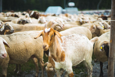 Flock of sheep standing in farm