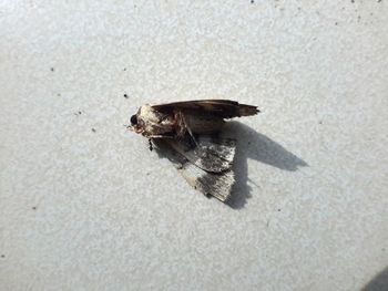 High angle view of crab on sand