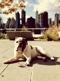 Dog lying on floor in city