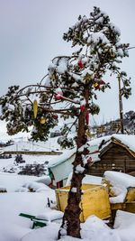 Tree on snow covered landscape against sky