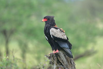 Close-up of a bird perching on a field