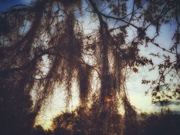 Low angle view of trees in forest
