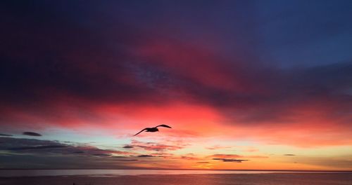 Silhouette bird flying over sea against sky during sunset